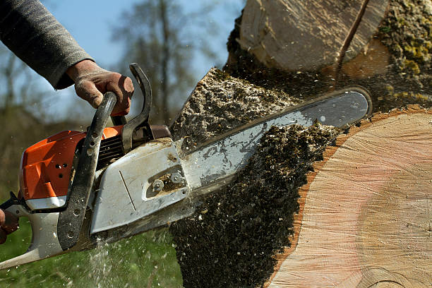 Best Tree Removal Near Me  in Bunk Foss, WA